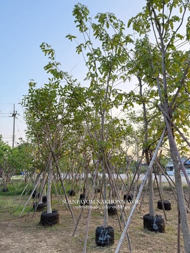 ต้นกัลปพฤกษ์ 4 นิ้ว