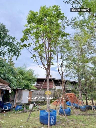 ต้นมะฮอกกานี 8 นิ้ว