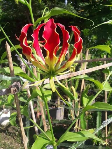 ดองดึง Gloriosa Rothschildiana