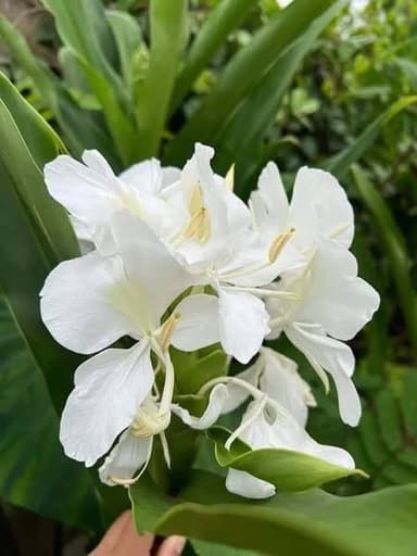 มหาหงส์ขาว (สะเลเต) 3 หัว