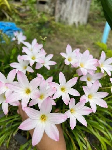 🌸บัวดินบับเบิ้ล