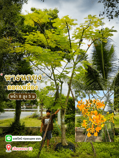 หางนกยูงฝรั่งสีทอง แรร์ไอเทม