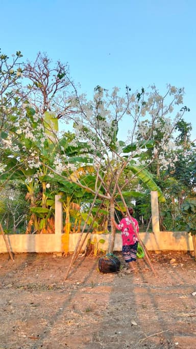 ต้นคูนขาว สูง 4.5 เมตร 🌼