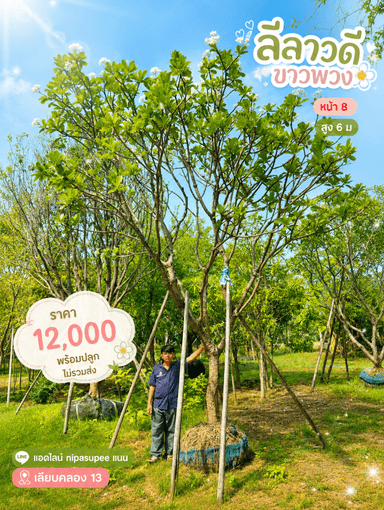 ลีลาวดีขาวพวง