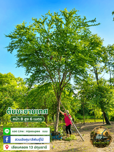 มะขามเทศ หน้า 8 สูง 6 เมตร 🌳