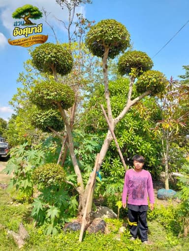 ต้นช้อนเงินช้อนทอง สูง 4 เมตร