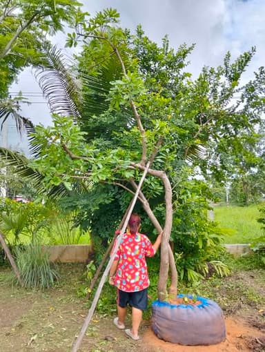 ต้นจิกน้ำต้นคู่ฟอร์มเอน