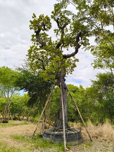 ต้นพยอม ดอกหอม