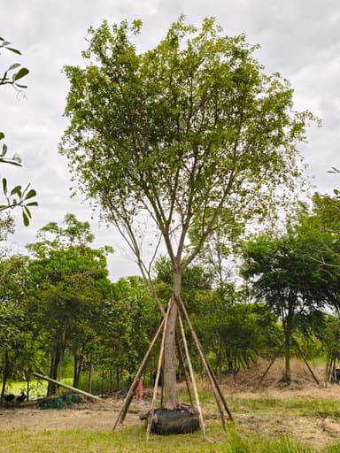 ต้นไทร หน้า 12 สูง 6 เมตร
