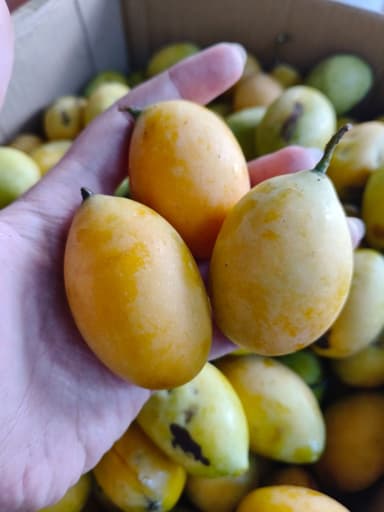 ต้นมะปรางหวาน พันธุ์ไข่