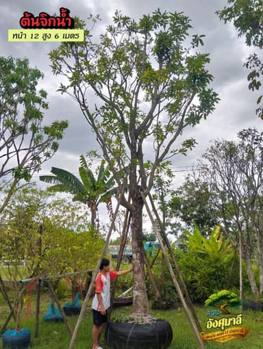 ต้นจิกน้ำ ไม้มงคลดอกสีแดง