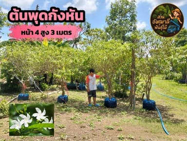 ต้นพุดกังหัน
