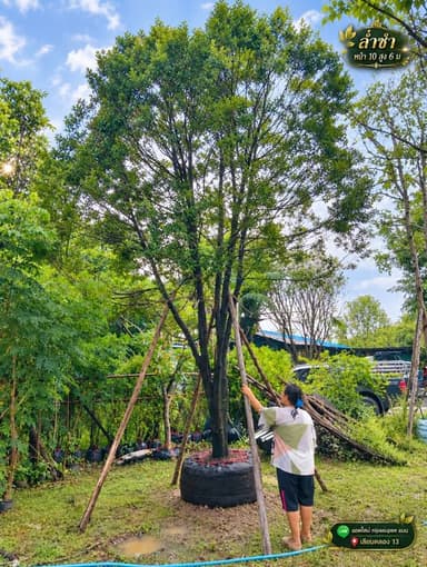 ต้นล่ำซำ ไม้ยืนต้นไม่ผลัดใบ