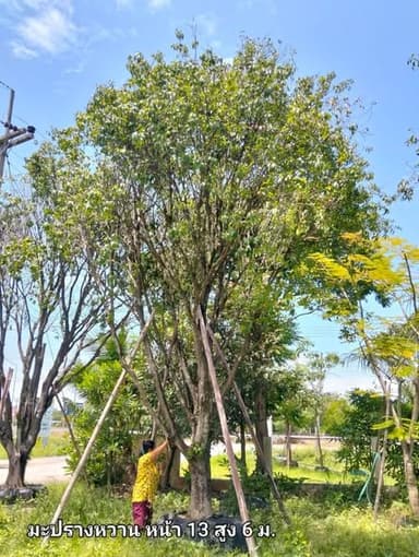 มะปรางต้นไม้ทนทานน้ำท่วม 🌳