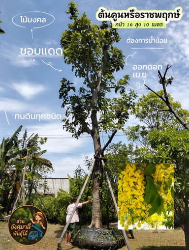 ต้นราชพฤกษ์ (ต้นคูน) สูง 10 เมตร