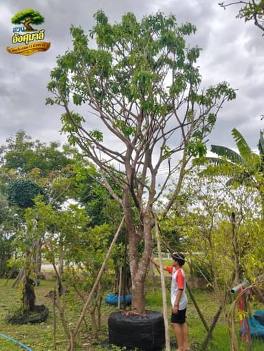 ต้นจิกน้ำ ไม้มงคล ดอกสีแดงสวย