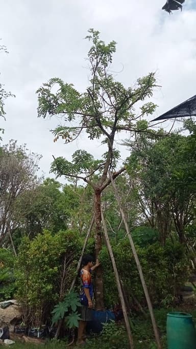 คูนสายรุ้ง(รัตนพฤกษ์) สูง 6 เมตร 