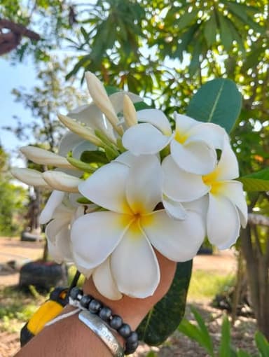 ลีลาวดีขาวพวง