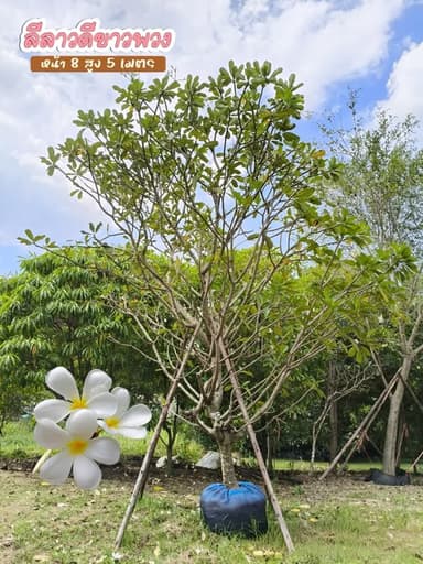 🌺 ลีลาวดีขาวพวง 🌺