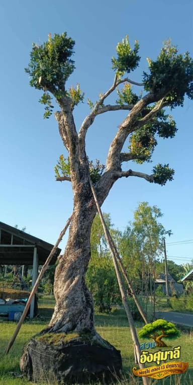 ต้นมั่งมี ไม้มงคลสูง 10 เมตร