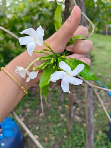 ต้นพุดกังหัน สูง 2.5 เมตร