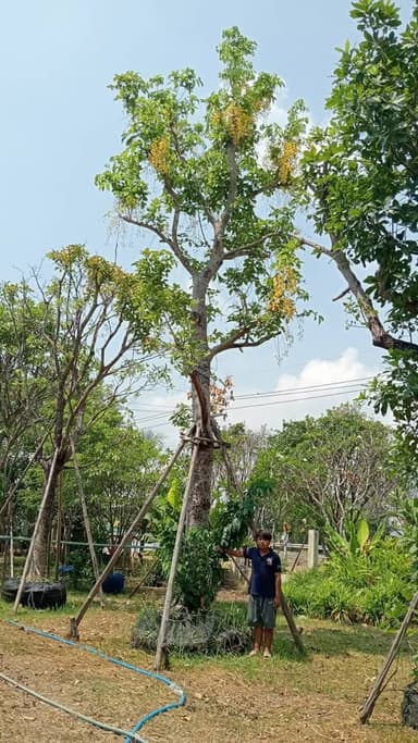 ต้นคูน (ราชพฤกษ์) สูง 10 เมตร 🌼
