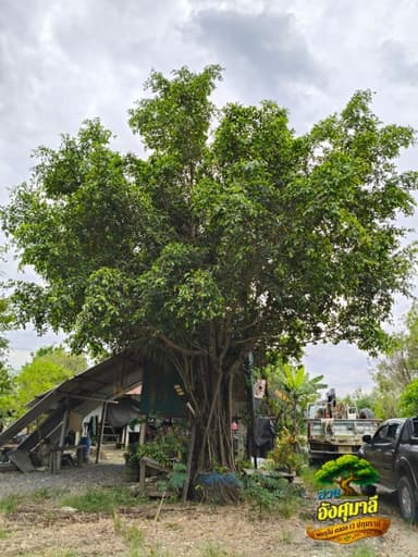 ต้นไทรย้อย + ต้นมะพร้าว