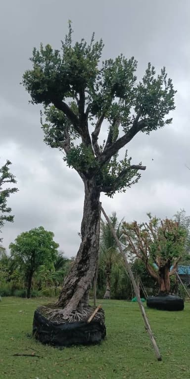 ต้นหว้าน้ำโขง สูง 6 เมตร