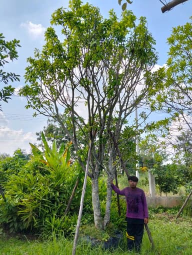 ต้นจิกน้ำ ฟอร์มกอ สูง 5 เมตร