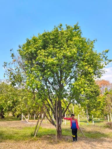 มะปรางหวาน พันธุ์ไข่ไก่