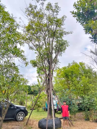 ต้นชมพูพันธุ์ทิพย์