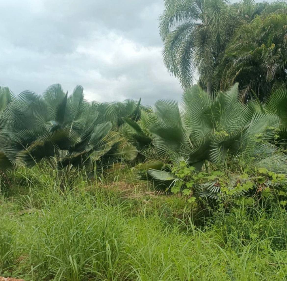 ต้นเฟิร์นการ์เดน Ton's fern garden