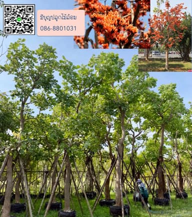 ต้นทองกวาว ต้นจาน