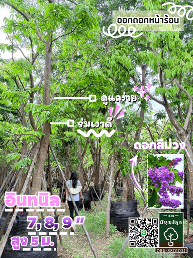 อินทนิล 7,8,9 นิ้ว