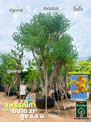สุพรรณิกา 21 นิ้ว