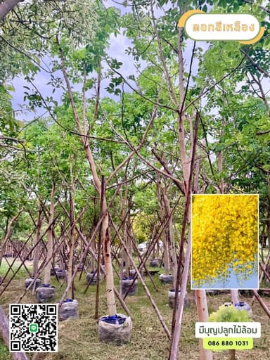 ราชพฤกษ์ (คูนเหลือง) 5 นิ้ว