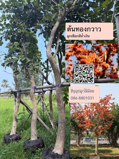 ต้นทองกวาว