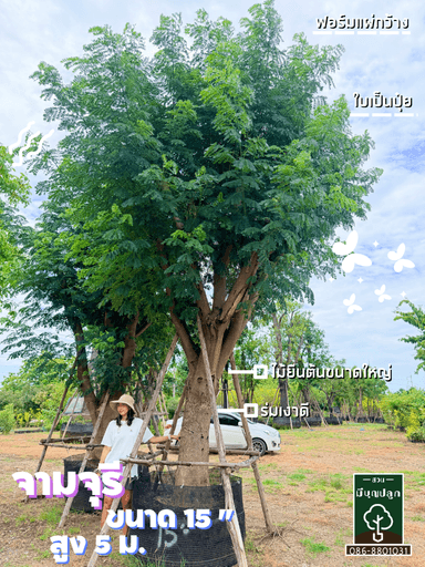 ต้นจามจุรี 15 นิ้ว