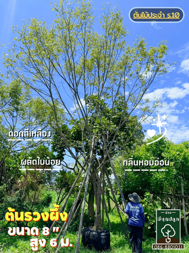 ต้นรวงผึ้ง 8 นิ้ว