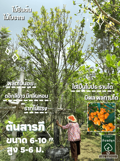 ต้นสารภี 6-10 นิ้ว