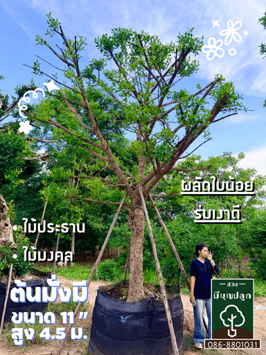 มั่งมี 11 นิ้ว