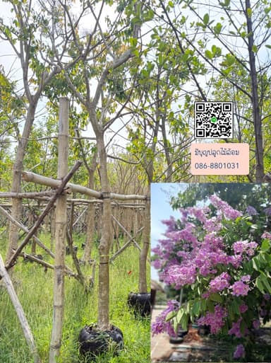 อินทนิล