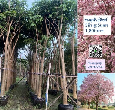 ชมพูพันธุ์ทิพย์ 5 นิ้ว