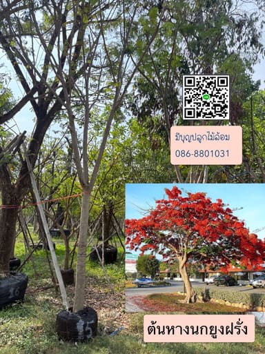 ต้นหางนกยูงฝรั่ง