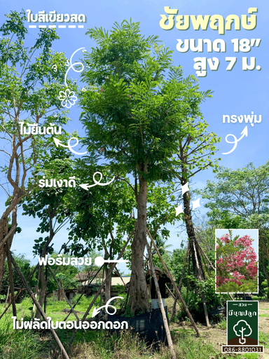 ชัยพฤกษ์ 18 นิ้ว