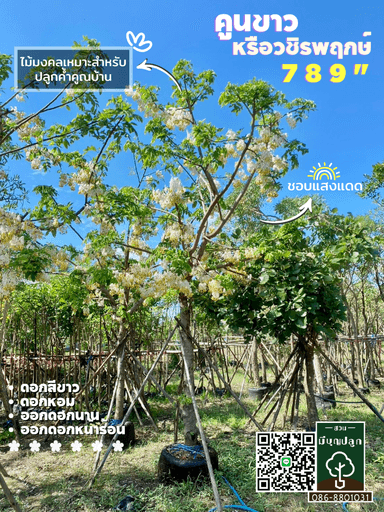 คูนขาว 7,8,9 นิ้ว