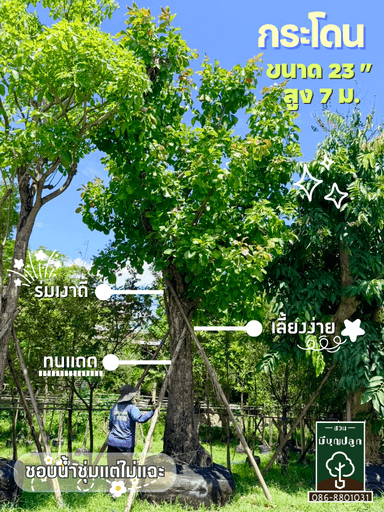 กระโดน 23 นิ้ว