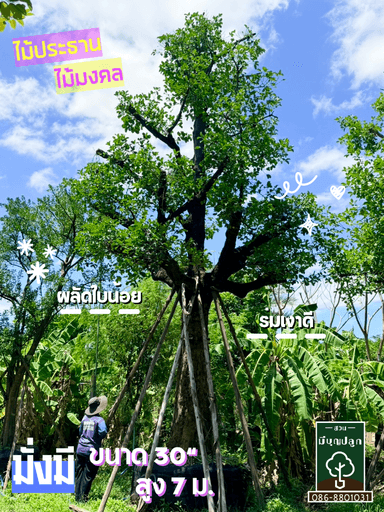 มั่งมี 30 นิ้ว