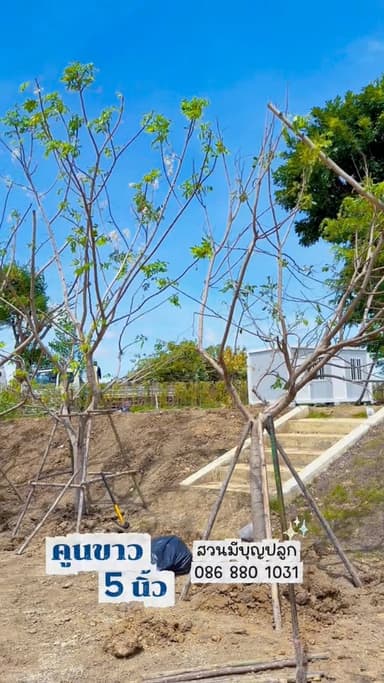ต้นคูนขาว ขนาด 5 นิ้ว พร้อมปลูก 🌳