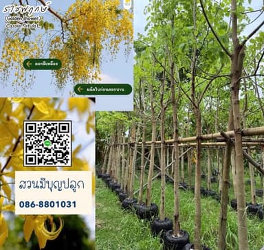 ต้นราชพฤกษ์ (คูนเหลือง)